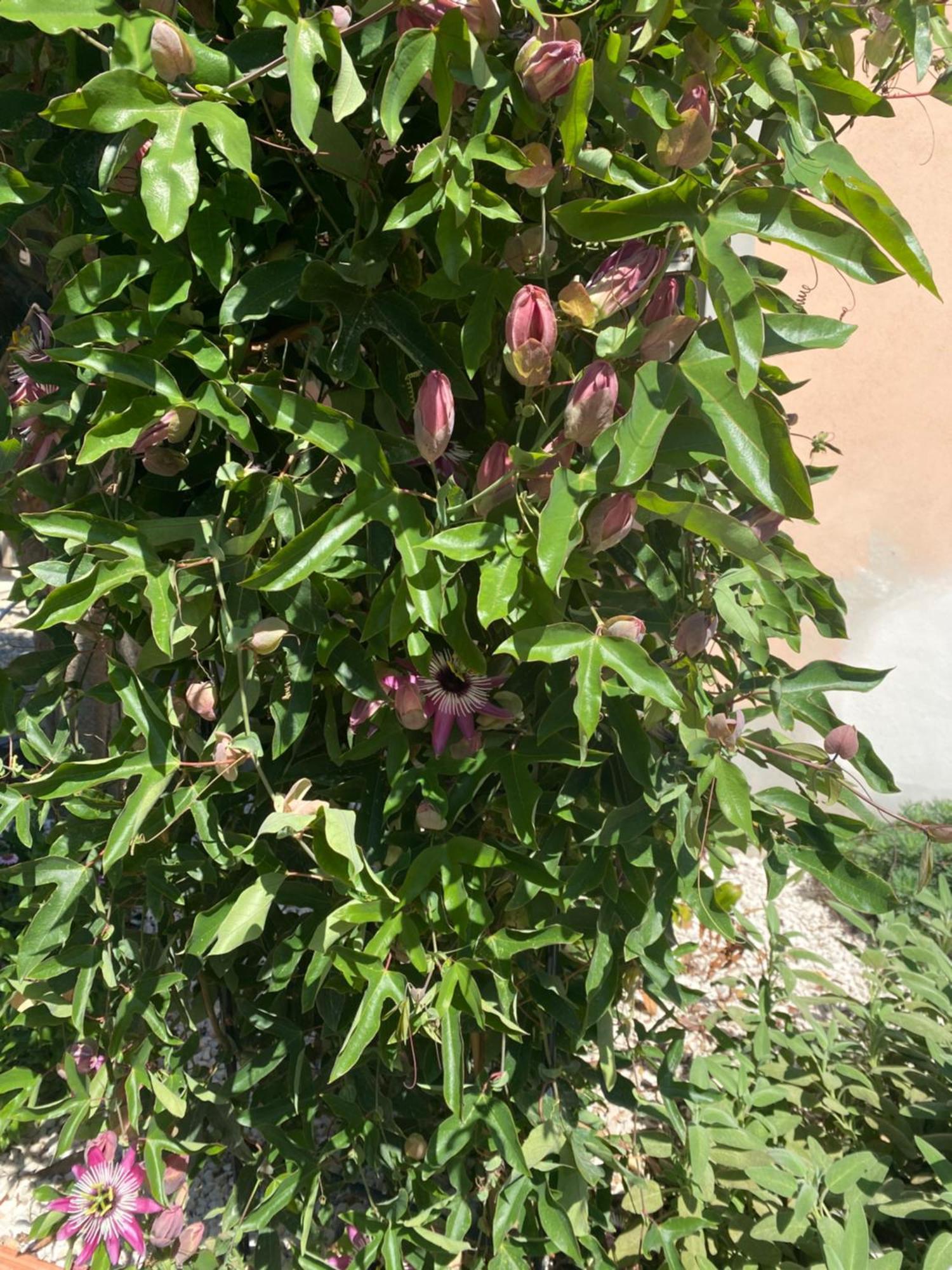 Villa Tesori Del Sinis Cabras Exterior foto
